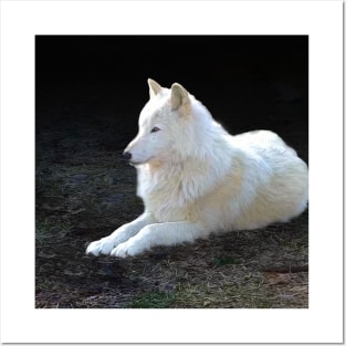 White wolf Posters and Art